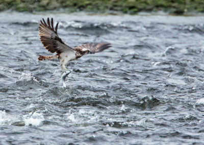 Osprey catching salmon