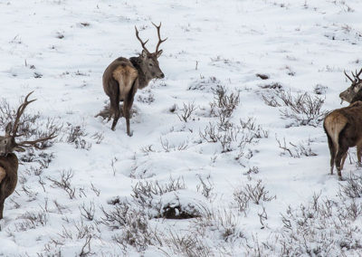 Stags in the snow